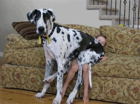 Here Are 12 Hilarious Reasons To Never Trust A Great Dane