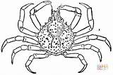Crab Coloring Spider Pages Sheet Horseshoe Color Crabs Printable Drawing Clipart sketch template