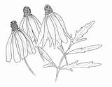 Ratibida Pinnata Toadshade sketch template