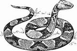 Snake Outline Anaconda Clker Drawing sketch template
