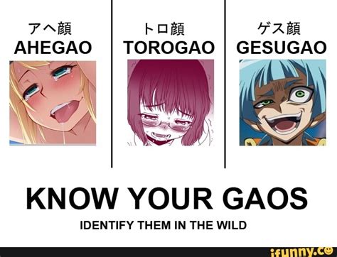 boga far ahegao i torogao i gesugao know your gaos identify them in the