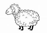 Coloring Sheep Fur Fleece Designlooter sketch template