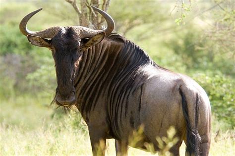 wildebeest animal facts connochaetes taurinus   animals