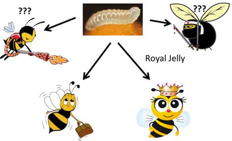 pokébiology 101 “evolution” and the enigma of eevee the