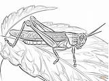 Coloring Locust Pages Printable American Elk Drawing Drawings 83kb 1199 sketch template