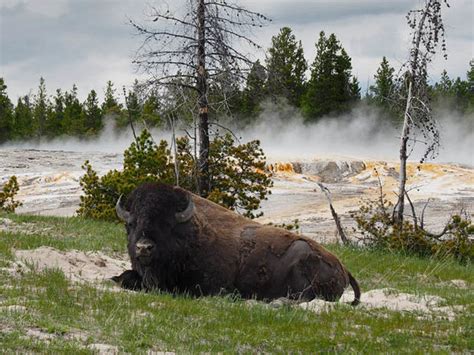 Yellowstone Volcano Gas Warning Usgs Warns Of Poisonous