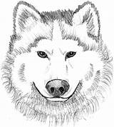Wolf Coloring Pages Realistic Printable Face Print Colouring Baby Kids Animal Dog Book Wolves Color Sheets Head Adults Clipart Theme sketch template