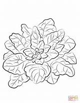 Coloring Spinach Pages Vegetables Printable sketch template