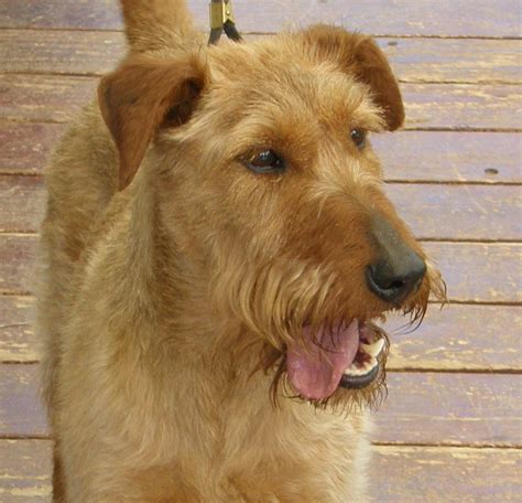 taryn adopted irish terrier rescue network