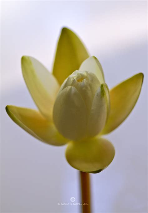 pretty medicine white lotus nelumbo nucifera