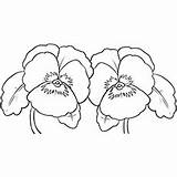 Pansy Coloring Designlooter Pages sketch template