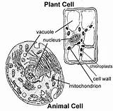 Cell Animal Plant Cells Science Parts Label Labeled Coloring Functions Worksheet Unlabelled Identifying Labeling Grade Vs 5th Components Their Simple sketch template