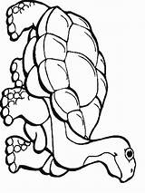 Coloring Pages Rainforest Reptile Animals Kids Reptiles Printable Animal Flowers Color Print Drawing Colouring Snake Clipartmag Amphibians Getcolorings Getdrawings Choose sketch template