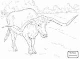Coloring Longhorn Pages Texas Realistic Bull Longhorns Cow Angus Bucking Drawing Printable Sheet Animal Adult Colouring Color Supercoloring Print Line sketch template