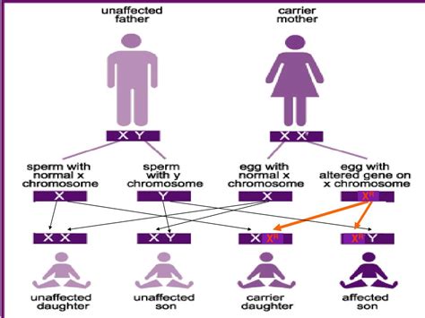 ppt sex linked genes powerpoint presentation free