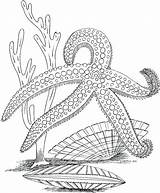 Coloring Pages Sea Life Printable Ocean Getcolorings Creatures Color sketch template