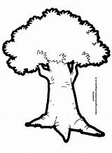 Pohon Gambar Sketsa Mewarnai Beringin Baru Anak Terupdate Pisang Paud sketch template