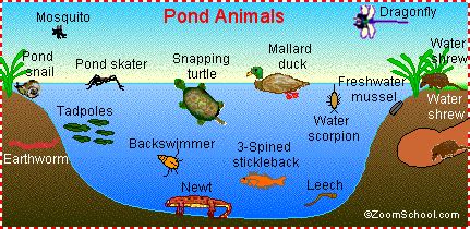pond life animal pages  color  enchantedlearningcom