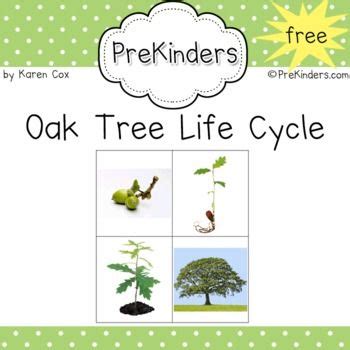 images  tree life cycle  pinterest trees tree rings