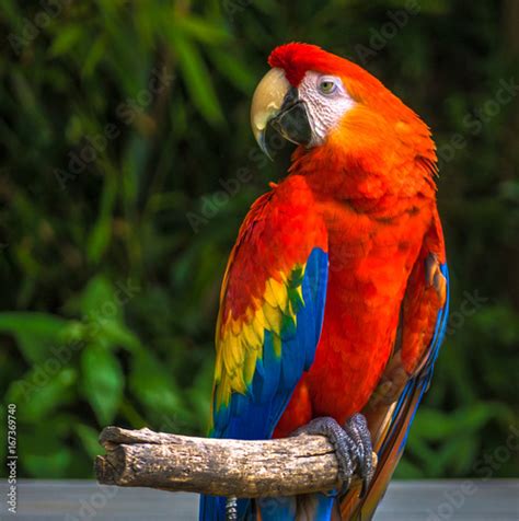 parrot  stick portrait buy  ap images detailview