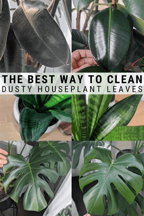 clean dusty houseplant leaves   diy leaf shine plants