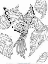 Bird Mandala sketch template