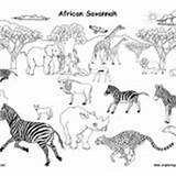 Animals Grassland Groups African Coloring Labeled Rainforest Category sketch template