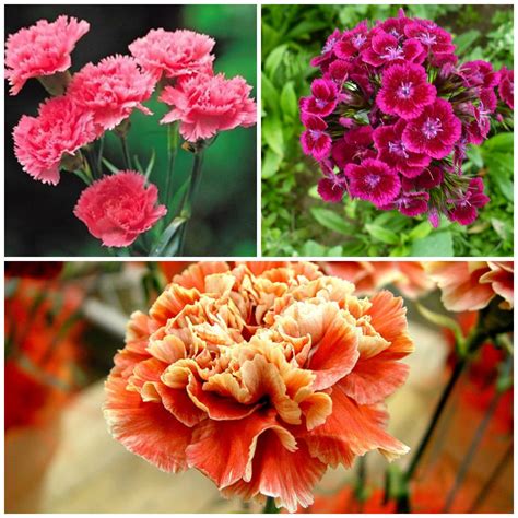 carnations  history  meaning   flower