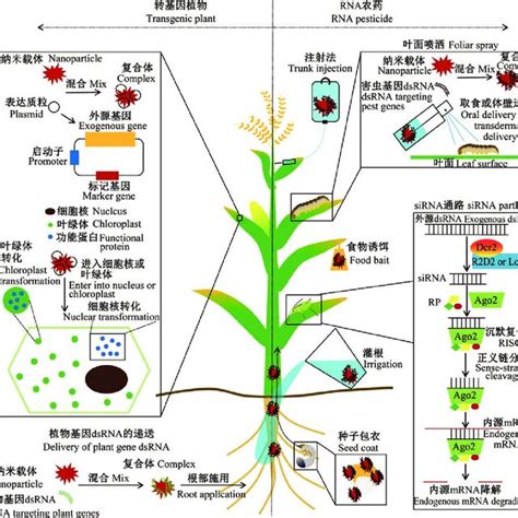 Application Of Nanotechnology In Rna Pesticides And Transgenic Crops