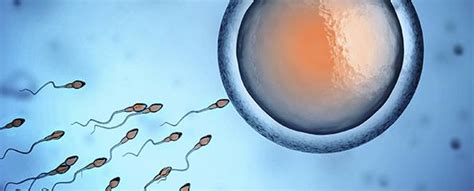 Egg And Sperm Race Creating Precursors To Human Egg And