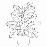 Ficus Ornamental Houseplant Elastica Contour Potted Ornate Odwiedź sketch template