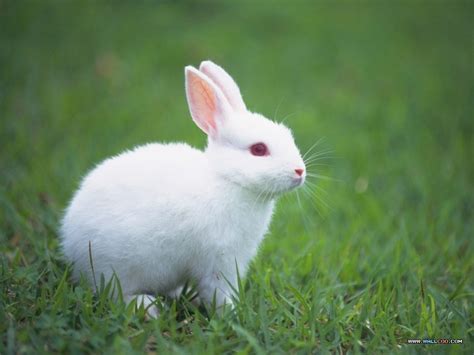 rabbits  exotic animal   benefit  health insurance
