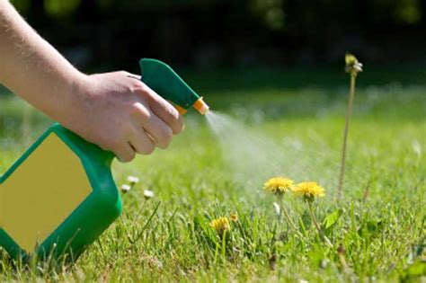 selective grass herbicide lawn green lawn care lawn green