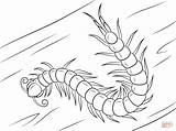 Centipede Colorear Coloring Para Cienpies Pages Ciempies Animados sketch template