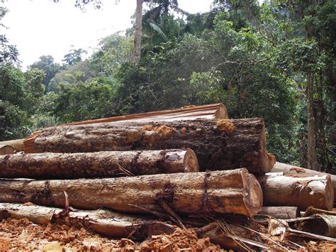 legypte recherche du bois rouge  pourquoi pas dafrique de louest commodafrica