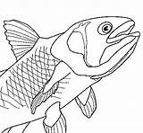 Colorir Peixe Pesce Pez Poisson Desenhos Acolore Coloritou sketch template