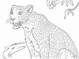Leopard Coloring Pages Cute Snow Panther Baby Printable Clouded Color Print Comments sketch template