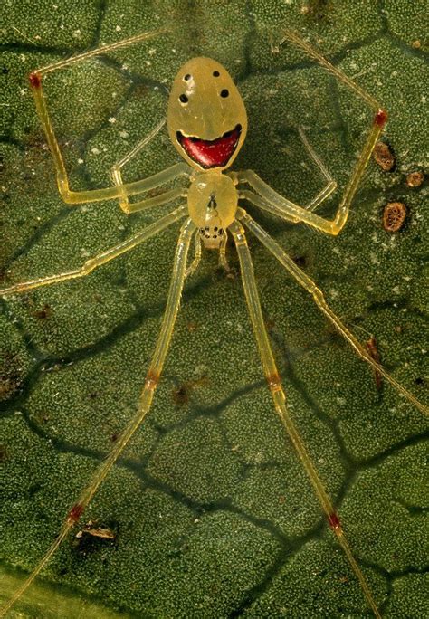 spider  hawaii   smiley face    reddit