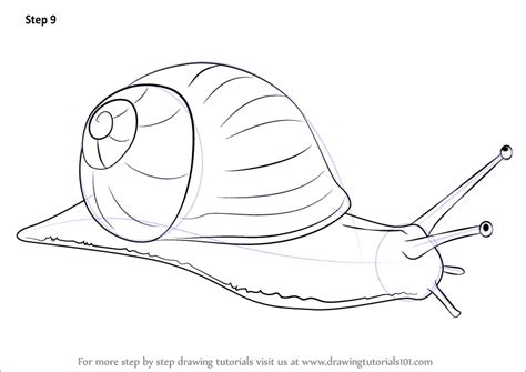 draw  snail snails step  step drawingtutorialscom