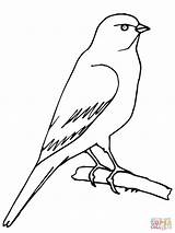 Canario Dibujo Canary Canarino Perched Aves sketch template