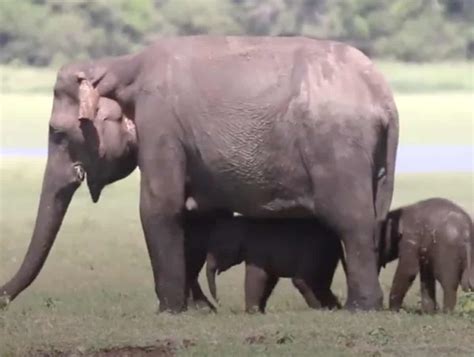 A Pair Of Rare Elephant Twins Has Just Been Born Video Towleroad Gay