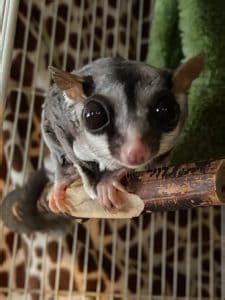 complete pre buying guide  sugar gliders small pet site