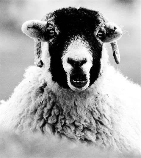 scary sheep crop flickr photo sharing