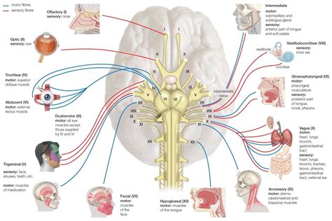 names functions  locations  cranial nerves