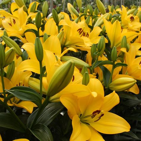 wide range  lily bulbs  sale    prices