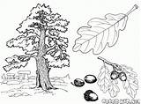 Coloring Tree Oak Pages Colorkid Trees sketch template