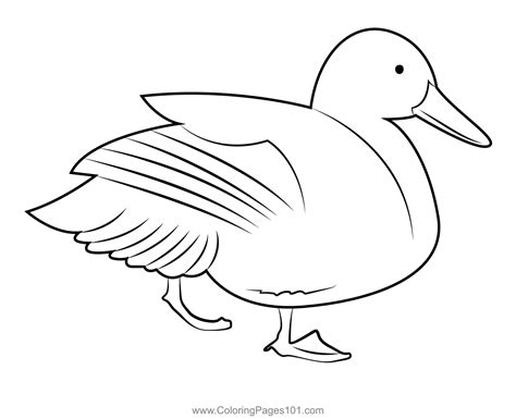 standing mallard duck coloring page  kids  ducks printable