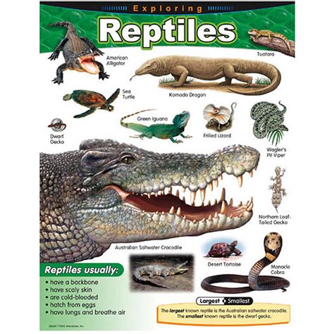 exploring reptiles learning chart   trend enterprises
