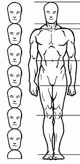Proportions Sculpting Chest sketch template