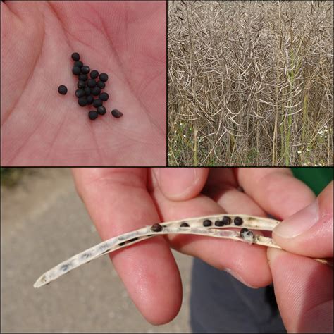 welche pflanze mit schwarze samen auf dem bauernfeld pflanzen natur